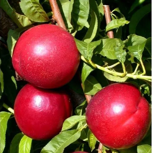 Нектарин ХАРКО в Владивостоке