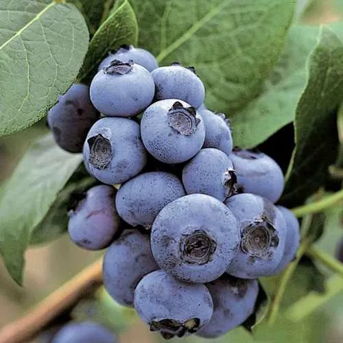 Голубика ПАТРИОТ в Владивостоке