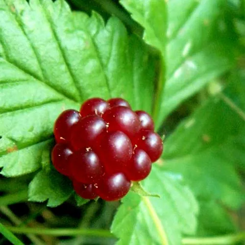 Княженика ЭЛПЕ в Владивостоке