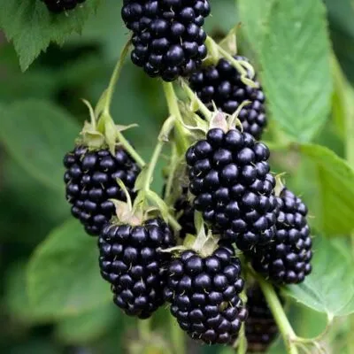 Ремонтантная  Ремонтантная в Владивостоке