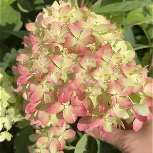 Гортензия ЛИТТЛ ЛАВ метельчатая  Гортензия ЛИТТЛ ЛАВ метельчатая в Владивостоке