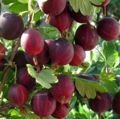 Cаженцы крыжовника оптом  Cаженцы крыжовника оптом в Владивостоке