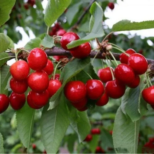 Черешня ДОНЕЦКАЯ КРАСАВИЦА в Владивостоке