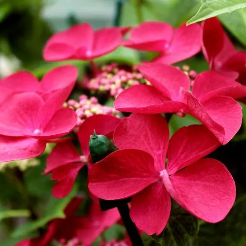 Гортензия РОТШВАНЦ крупнолистная  Гортензия РОТШВАНЦ крупнолистная в Владивостоке