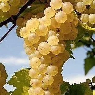 Неукрывные сорта   Неукрывные сорта  в Владивостоке