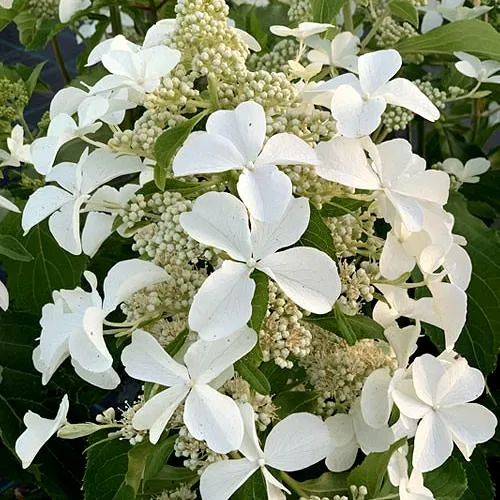 Гортензия ЛЕВАНА метельчатая  Гортензия ЛЕВАНА метельчатая в Владивостоке