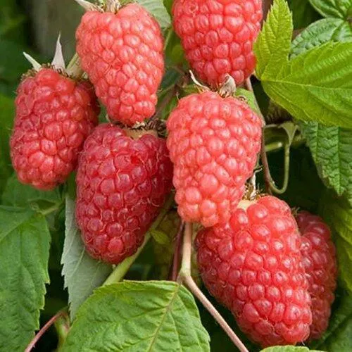 Малина КАСКАД ДЕЛАЙТ в Владивостоке