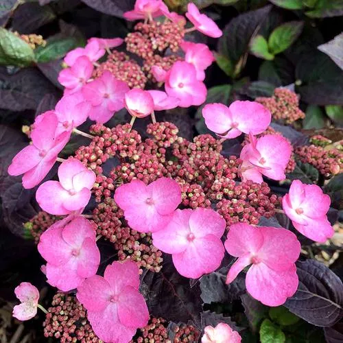 Гортензия ДАРЕДЕВИЛ пильчатая  Гортензия ДАРЕДЕВИЛ пильчатая в Владивостоке