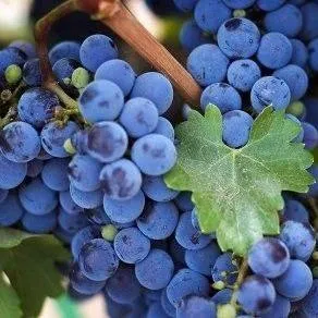 Винный   Винный  в Владивостоке