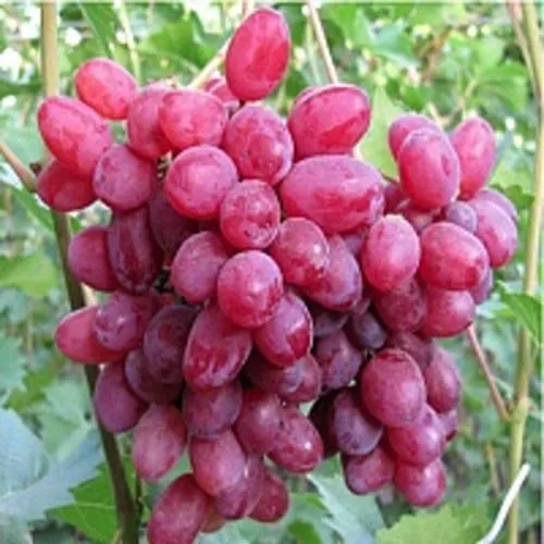 Виноград КИШМИШ ВЕЛЕС  Виноград КИШМИШ ВЕЛЕС в Владивостоке