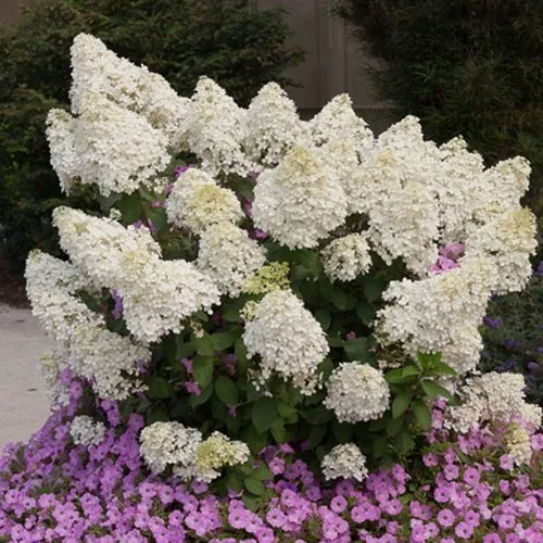 Гортензия БОБО метельчатая  Гортензия БОБО метельчатая в Владивостоке