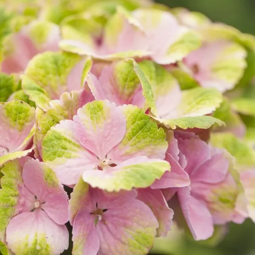 Гортензия МЭДЖИКАЛ КРИСТАЛЛ крупнолистная  Гортензия МЭДЖИКАЛ КРИСТАЛЛ крупнолистная в Владивостоке