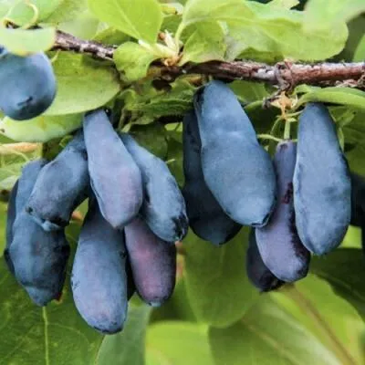 Саженцы жимолости оптом  Саженцы жимолости оптом в Владивостоке