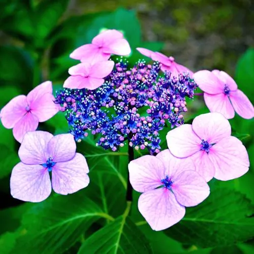 Гортензия БЛЮБЕРД пильчатая  Гортензия БЛЮБЕРД пильчатая в Владивостоке