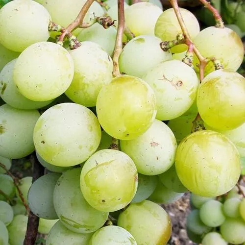 Виноград КЕША МУСКАТ  Виноград КЕША МУСКАТ в Владивостоке