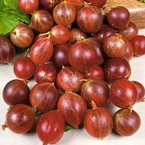 Крыжовник ОЛАВИ (ХИННОНМАЕН ПУНАЙНЕН) в Владивостоке