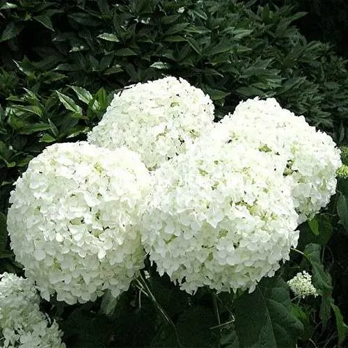 Гортензия АННАБЕЛЬ древовидная  Гортензия АННАБЕЛЬ древовидная в Владивостоке