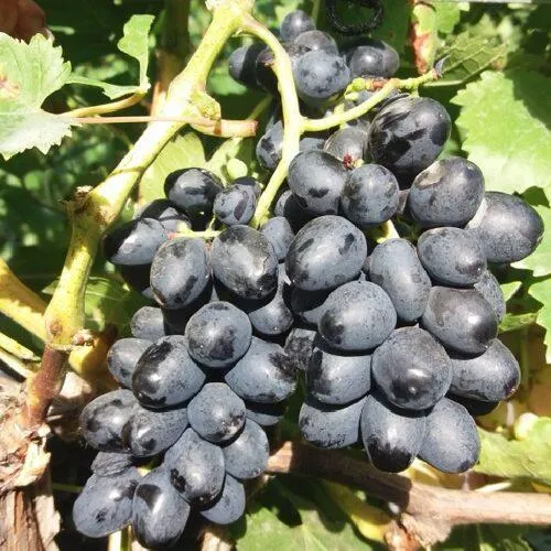 Виноград КИШМИШ АТТИКА  Виноград КИШМИШ АТТИКА в Владивостоке