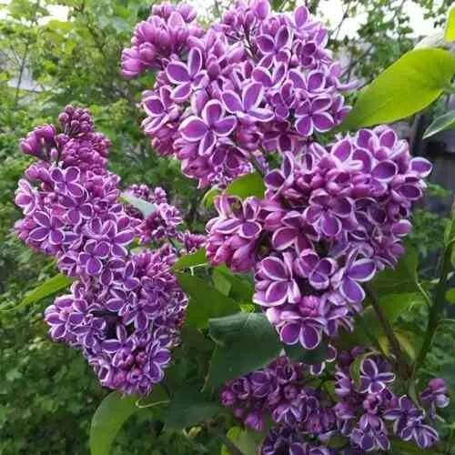 Сирень СЕНСАЦИЯ в Владивостоке