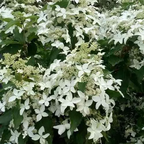 Гортензия МЭДЖИКАЛ СТАРЛАЙТ метельчатая  Гортензия МЭДЖИКАЛ СТАРЛАЙТ метельчатая в Владивостоке