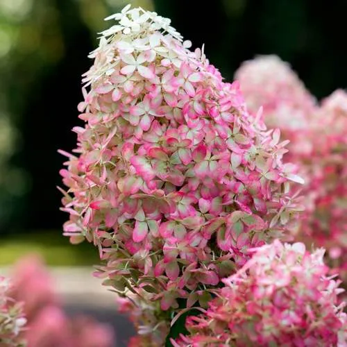 Гортензия РОЯЛ ФЛОВЕР метельчатая  Гортензия РОЯЛ ФЛОВЕР метельчатая в Владивостоке