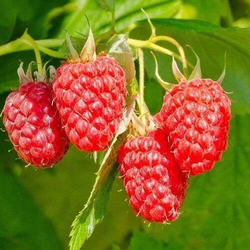 Малина ИЗОБИЛЬНАЯ в Владивостоке