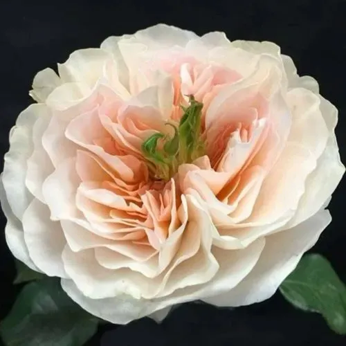 Саженцы роз ЧАРИТИ английская в Владивостоке