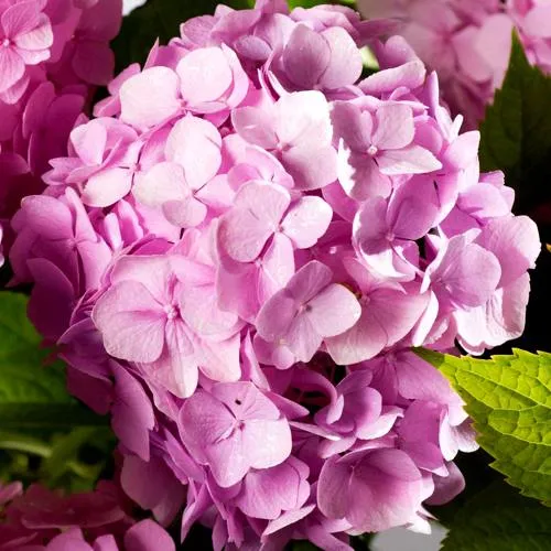 Гортензия БУКЕТ РОУЗ крупнолистная  Гортензия БУКЕТ РОУЗ крупнолистная в Владивостоке