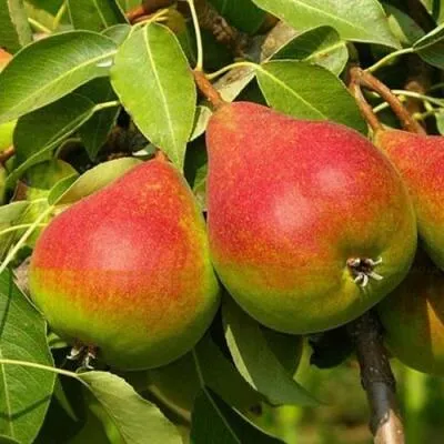 Саженцы груши оптом  Саженцы груши оптом в Владивостоке