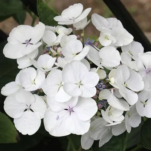 Гортензия ЛИБЕЛЛЕ крупнолистная  Гортензия ЛИБЕЛЛЕ крупнолистная в Владивостоке