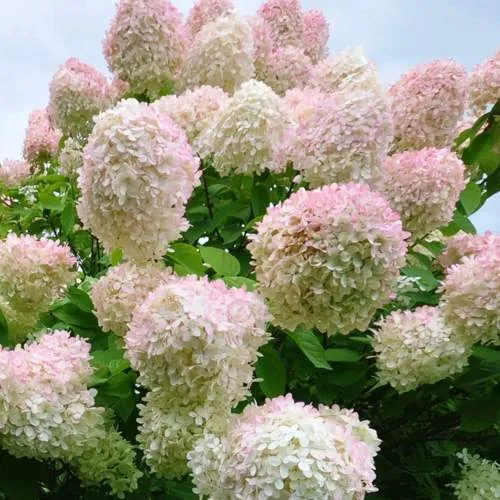 Гортензия ГРАНДИФЛОРА метельчатая  Гортензия ГРАНДИФЛОРА метельчатая в Владивостоке