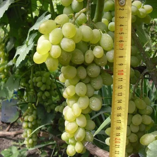 Виноград АНАНАСНЫЙ РАННИЙ  Виноград АНАНАСНЫЙ РАННИЙ в Владивостоке