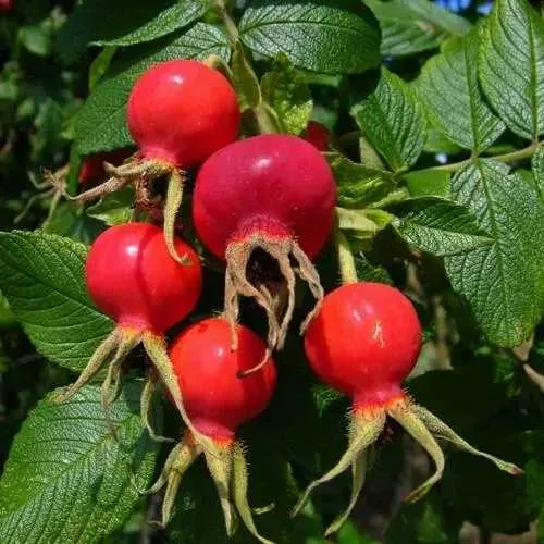 Шиповник ВИТАМИННЫЙ ВНИВИ  Шиповник ВИТАМИННЫЙ ВНИВИ в Владивостоке