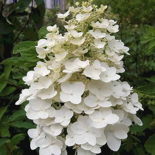 Гортензия КИУШУ метельчатая  Гортензия КИУШУ метельчатая в Владивостоке