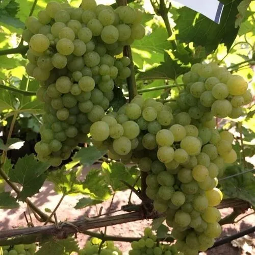 Виноград КИШМИШ 311  Виноград КИШМИШ 311 в Владивостоке