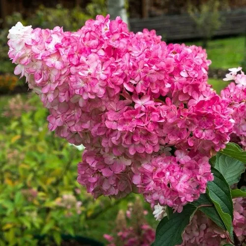 Гортензия МЕГА МИНДИ метельчатая  Гортензия МЕГА МИНДИ метельчатая в Владивостоке