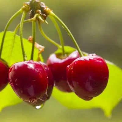 Черешня СИНЯВСКАЯ  Черешня СИНЯВСКАЯ в Владивостоке