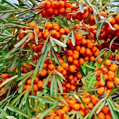 Саженцы облепихи оптом  Саженцы облепихи оптом в Владивостоке