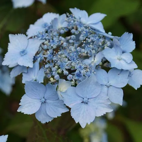 Гортензия БЛЮ ДЕКЛ пильчатая  Гортензия БЛЮ ДЕКЛ пильчатая в Владивостоке