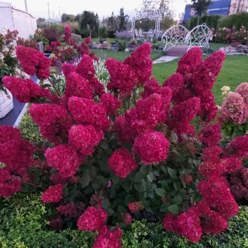 Гортензия САМАРСКАЯ ЛИДИЯ метельчатая  Гортензия САМАРСКАЯ ЛИДИЯ метельчатая в Владивостоке