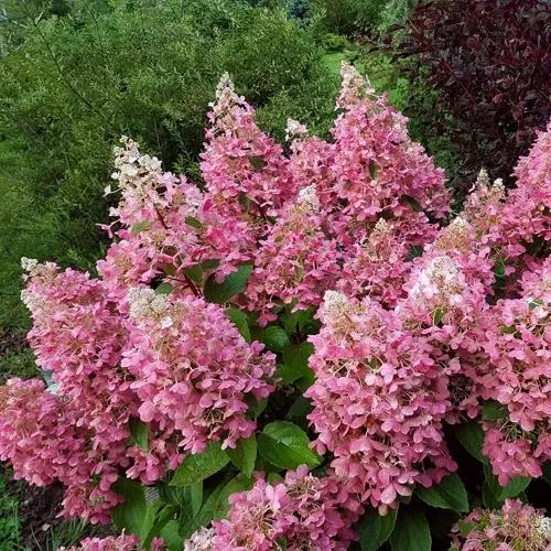 Гортензия ПИНКИ ВИНКИ метельчатая  Гортензия ПИНКИ ВИНКИ метельчатая в Владивостоке