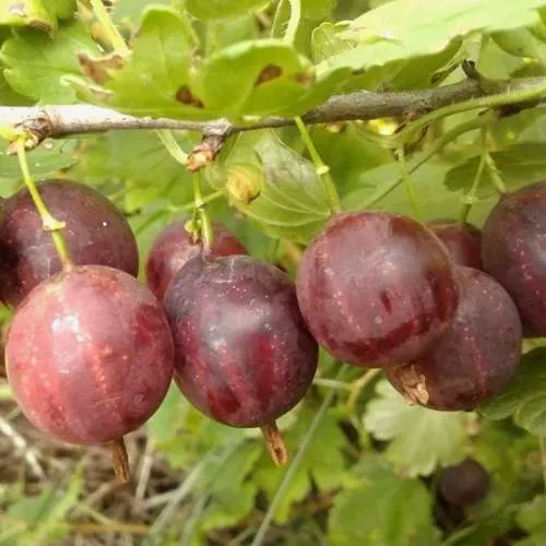 Крыжовник СМЕНА в Владивостоке