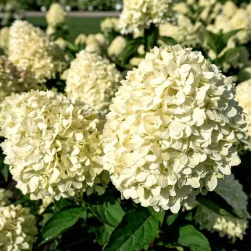 Гортензия Коттон Крем Гортензия Коттон Крем