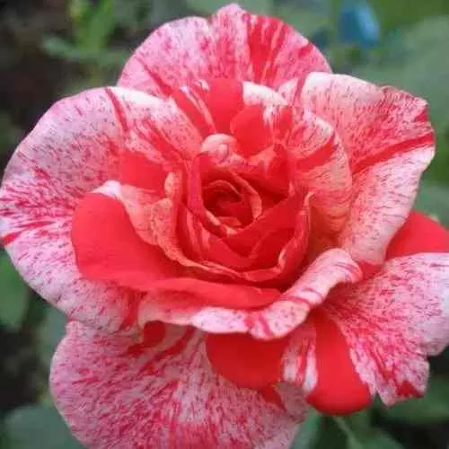 Саженцы роз ФИЛАТЕЛИЯ чайно-гибридная в Владивостоке