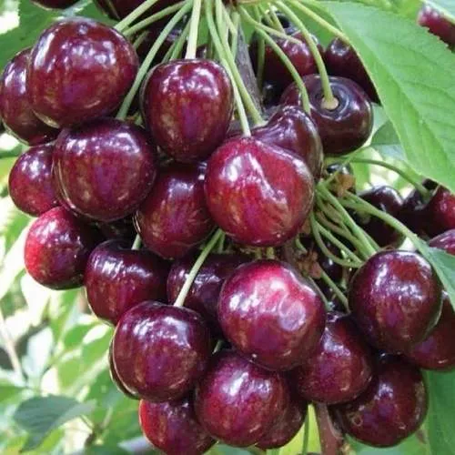 Черешня СЭМ колонновидная  Черешня СЭМ колонновидная в Владивостоке