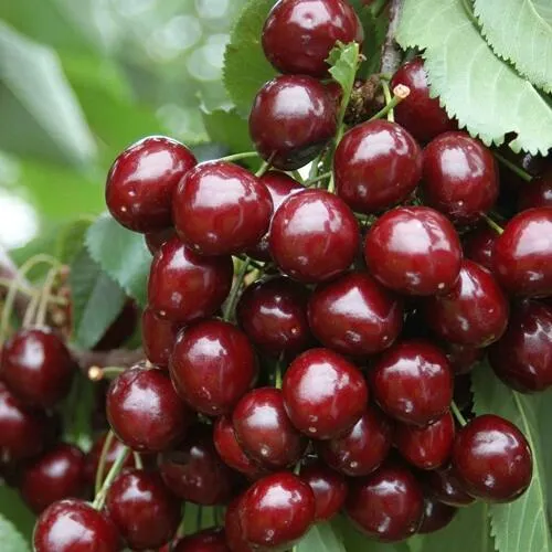 Черешня СИЛЬВИЯ колоновидная  Черешня СИЛЬВИЯ колоновидная в Владивостоке