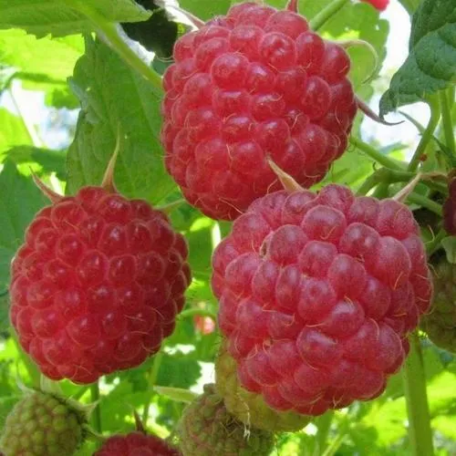 Малина НОВОСТЬ КУЗЬМИНА  в Владивостоке