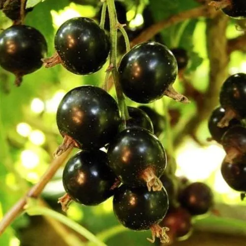 Смородина чёрная НАРА в Владивостоке