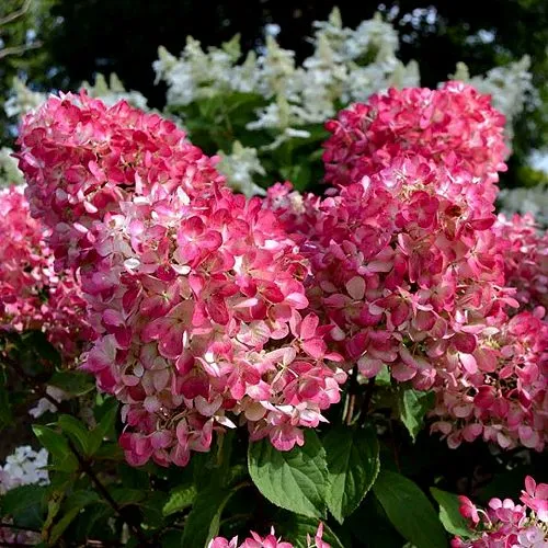 Гортензия ПИНК ДАЙМОНД метельчатая  Гортензия ПИНК ДАЙМОНД метельчатая в Владивостоке