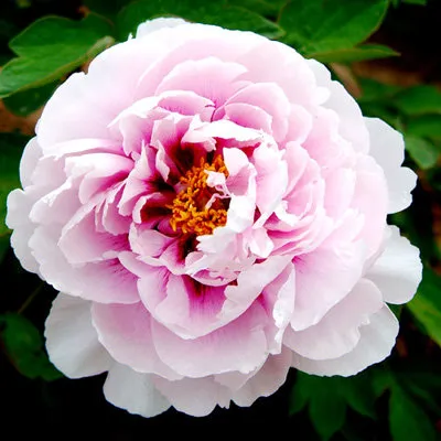 Пион ПЕРСИК ПОД СНЕГОМ древовидный в Владивостоке